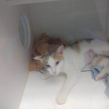 Maki Xen -  Domestic Short Hair Cat for Adoption in Philadelphia, Pennsylvania - Maki Xen | PetCurious