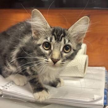 Patsy -  Domestic Medium Hair Cat for Adoption in Sonora, California - Patsy | PetCurious