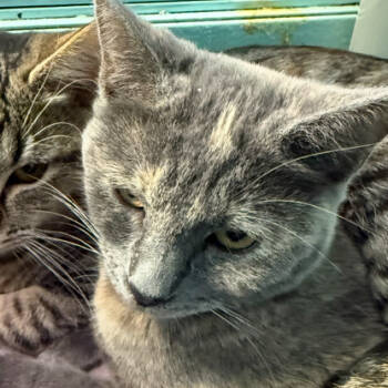 Rescue Domestic Short Hair Cats for Adoption in Victoria, British Columbia - Donner | PetCurious