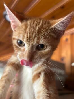 Rescue Domestic Short Hair Cats for Adoption in Cumming, Georgia - Mouse | PetCurious