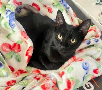 Domestic Short Hair Cats Available for Adoption - Tamale | PetCurious