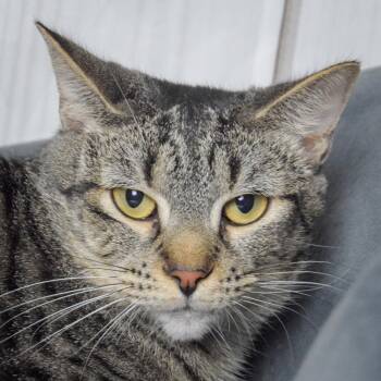 Rescue Tabby and Domestic Short Hair Cats for Adoption in Huntley, Illinois - Cleopatra | PetCurious