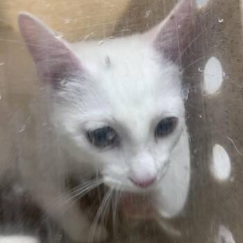 Domestic Short Hair Cats Available for Adoption in Philadelphia, Pennsylvania - SnowBall | PetCurious