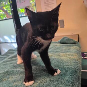 Cactus Cooler -  Domestic Short Hair Cat for Adoption in Pasadena, California - Cactus Cooler | PetCurious