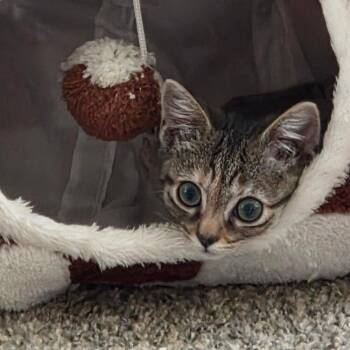 Kivi -  Domestic Short Hair Cat for Adoption in Candler, North Carolina - Kivi | PetCurious