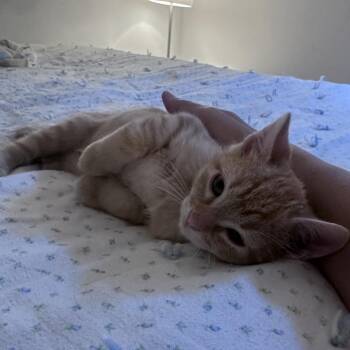 Froggy Theobald -  Domestic Short Hair Cat for Adoption in Eagle Mountain, Utah - Froggy Theobald | PetCurious