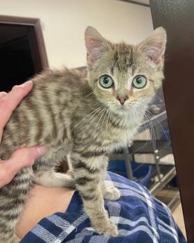 Pinocchio -  Domestic Medium Hair Cat for Adoption in Portland, Indiana - Pinocchio | PetCurious