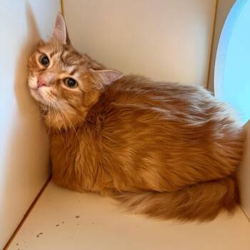 Abu -  Domestic Medium Hair Cat for Adoption in Norman, Oklahoma - Abu | PetCurious