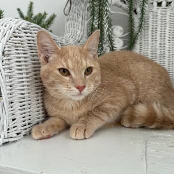 Puffin EL 56226 -  Domestic Short Hair Cat for Adoption in Eaton Rapids, Michigan - Puffin EL 56226 | PetCurious