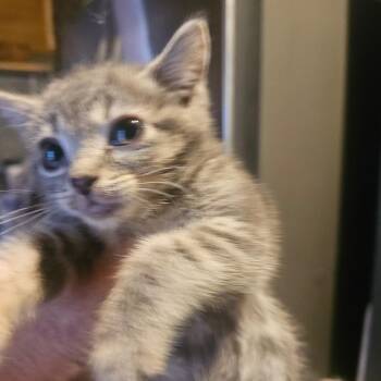 Zinn -  Domestic Short Hair Cat for Adoption in Ringtown, Pennsylvania - Zinn | PetCurious