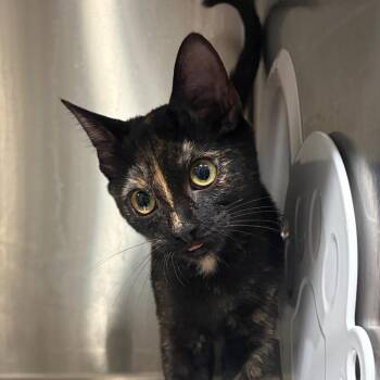 Binny -  Domestic Short Hair Cat for Adoption in Cumming, Georgia - Binny | PetCurious