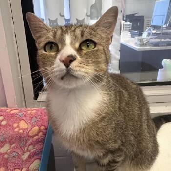 Rescue Domestic Short Hair Cats for Adoption in Elwood, New York - Roxie | PetCurious