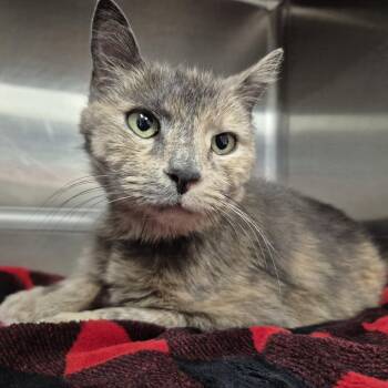 Domestic Short Hair Cats Available for Adoption - Savannah | PetCurious