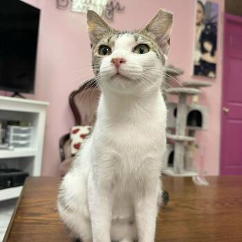 Tabby and Domestic Short Hair Cats Available for Adoption - Purcilla | PetCurious