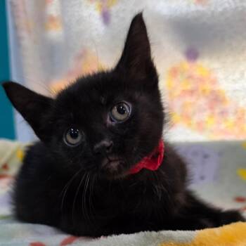 Abigail -  Domestic Short Hair Cat for Adoption in Jefferson City, Tennessee - Abigail | PetCurious