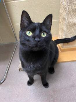 Rescue Domestic Short Hair Cats for Adoption in Cincinnati, Ohio - Apple Bapple | PetCurious