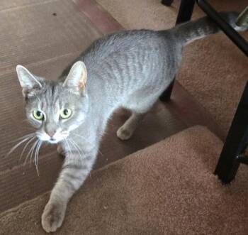 No name -  Domestic Short Hair Cat for Adoption in Montreal, Quebec - No Name | PetCurious