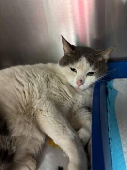 Domestic Short Hair Cats Available for Adoption in Chico, California - Tootsie | PetCurious