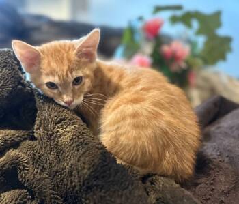 Rescue Domestic Short Hair Cats for Adoption in Millcreek, Utah - Pookie | PetCurious