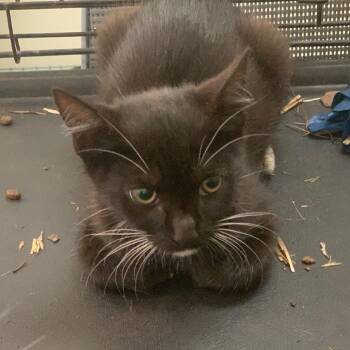 Topaz -  Domestic Short Hair Cat for Adoption in Lynchburg, Virginia - Topaz | PetCurious