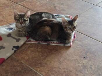 Ricky -  Domestic Short Hair Cat for Adoption in Fort Collins, Colorado - Ricky | PetCurious