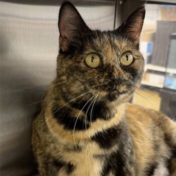 Rescue American Shorthair Cats for Adoption in Hemet, California - Sadie | PetCurious