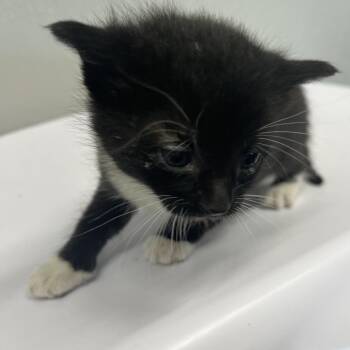 Domestic Short Hair Cats Available for Adoption in Tampa, Florida - Kaylen | PetCurious