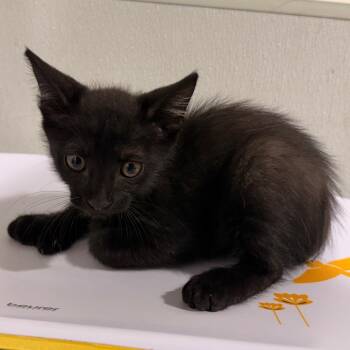 Misty -  Domestic Short Hair Cat for Adoption in Tampa, Florida - Misty | PetCurious