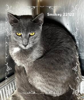 SMOKEY -  Domestic Short Hair Cat for Adoption in Marietta, Georgia - SMOKEY | PetCurious