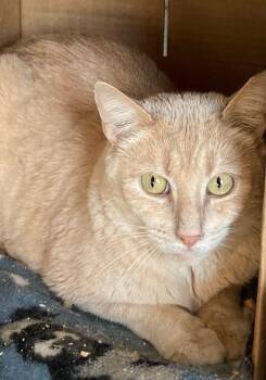 Rescue Domestic Short Hair Cats for Adoption in Hampstead, North Carolina - Salmon | PetCurious