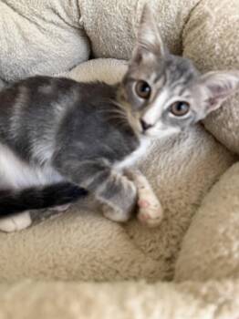 Sophia -  Domestic Short Hair Cat for Adoption in Oviedo, Florida - Sophia | PetCurious