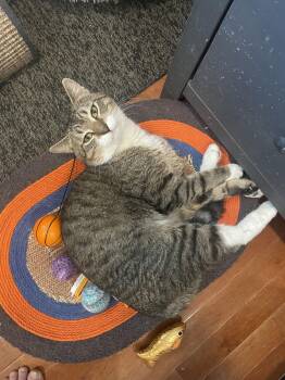 Domestic Short Hair Cats Available for Adoption - Charles | PetCurious