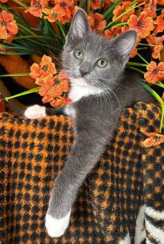 (KO) 4/19/26 Plum -  Domestic Short Hair Cat for Adoption in Stillwater, Oklahoma - (KO) 4/19/26 Plum | PetCurious