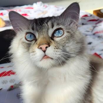 Rescue Siamese and Maine Coon Cats for Adoption in Grayslake, Illinois - Cast | PetCurious
