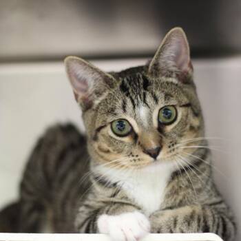Rescue Domestic Short Hair Cats for Adoption in Vineland, New Jersey - Andy (In Foster) | PetCurious