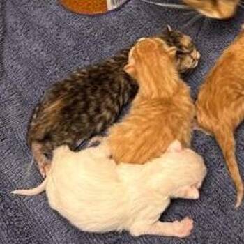 Mea -  Domestic Short Hair Cat for Adoption in Tempe, Arizona - Mea | PetCurious