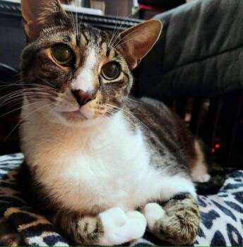 *Arlo (bonded with Janis) -  Domestic Short Hair Cat for Adoption in Hudson, New Hampshire - *Arlo (bonded With Janis) | PetCurious