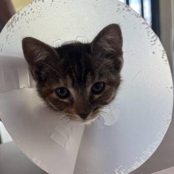 Trinity -  Domestic Short Hair Cat for Adoption in Leander, Texas - Trinity | PetCurious