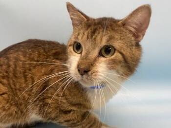 Harry -  Domestic Short Hair Cat for Adoption in Golden Valley, Minnesota - Harry | PetCurious