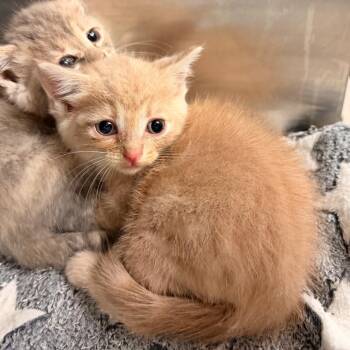Garrett -  Domestic Short Hair Cat for Adoption in Evensville, Tennessee - Garrett | PetCurious