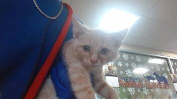 DIN DJARIN -  Domestic Short Hair Cat for Adoption in Louisville, Kentucky - DIN DJARIN | PetCurious