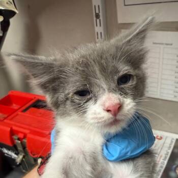 Bunny -  Domestic Short Hair Cat for Adoption in Yuma, Arizona - Bunny | PetCurious