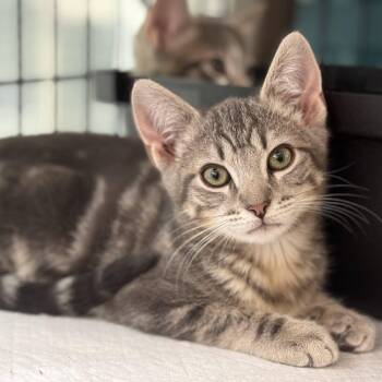 Rescue Domestic Short Hair Cats for Adoption in San Carlos, California - Ethan | PetCurious