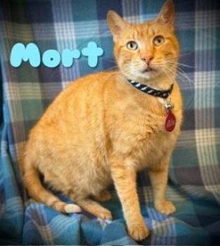 Tabby Cats Available for Adoption in Pleasanton, Texas - Mort | PetCurious