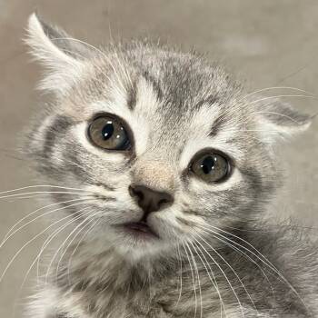 Rescue Domestic Short Hair Cats for Adoption in Las Cruces, New Mexico - Phantom | PetCurious