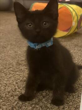 *HADES -  Domestic Short Hair Cat Available for Adoption in Woodland, California - *HADES | PetCurious