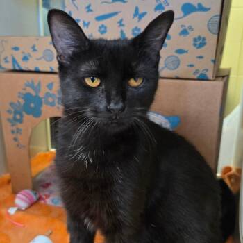 Tippy (Chow Hound Jenison) -  Domestic Medium Hair Cat for Adoption in West Olive, Michigan - Tippy (Chow Hound Jenison) | PetCurious