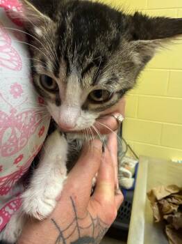 PICO -  Domestic Short Hair Cat for Adoption in Crossville, Tennessee - PICO | PetCurious