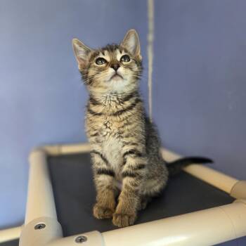 Domestic Short Hair Cats Available for Adoption in Brookings, South Dakota - Lady Speed Stick | PetCurious