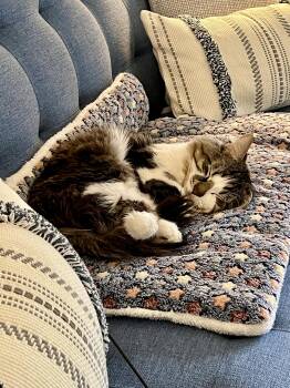 Gary (Happy Single) -  Domestic Medium Hair Cat for Adoption in Richmond Hill, Ontario - Gary (Happy Single) | PetCurious